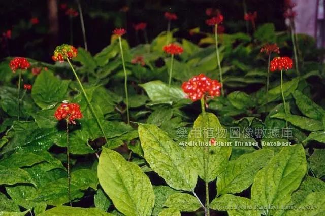 Understanding the Classification of Ginseng for Better Health Benefits