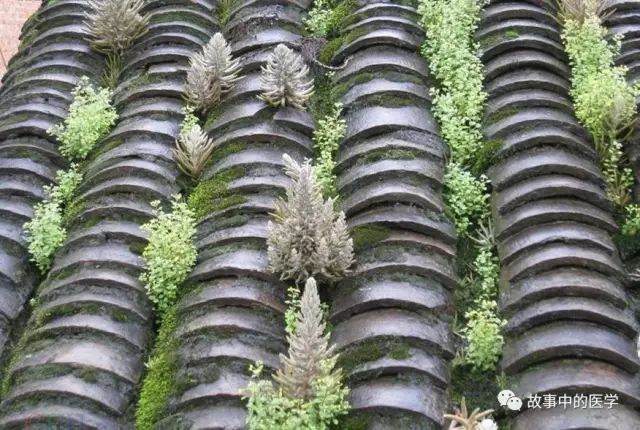 Folk Herbal Medicine: Wason (Sedum)