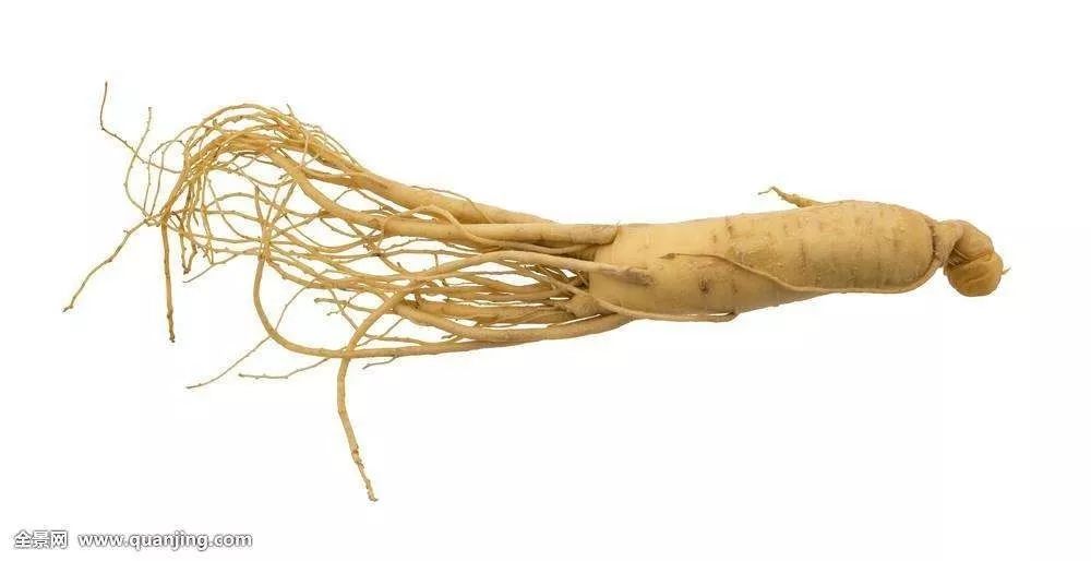 Differences Among Ginseng, Danshen, Codonopsis, American Ginseng, and More: Effects and Usage Explained