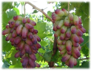Health Preservation Through Diet: The Wonders of Grapes in Traditional Chinese Medicine