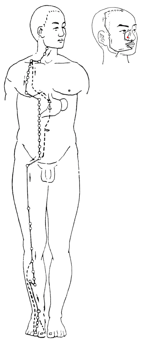 The Flow of the Twelve Meridians: A Guide to Health Maintenance Over 24 Hours