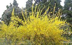 The Series of Traditional Chinese Medicinal Materials: Lian Qiao (Forsythia suspensa)