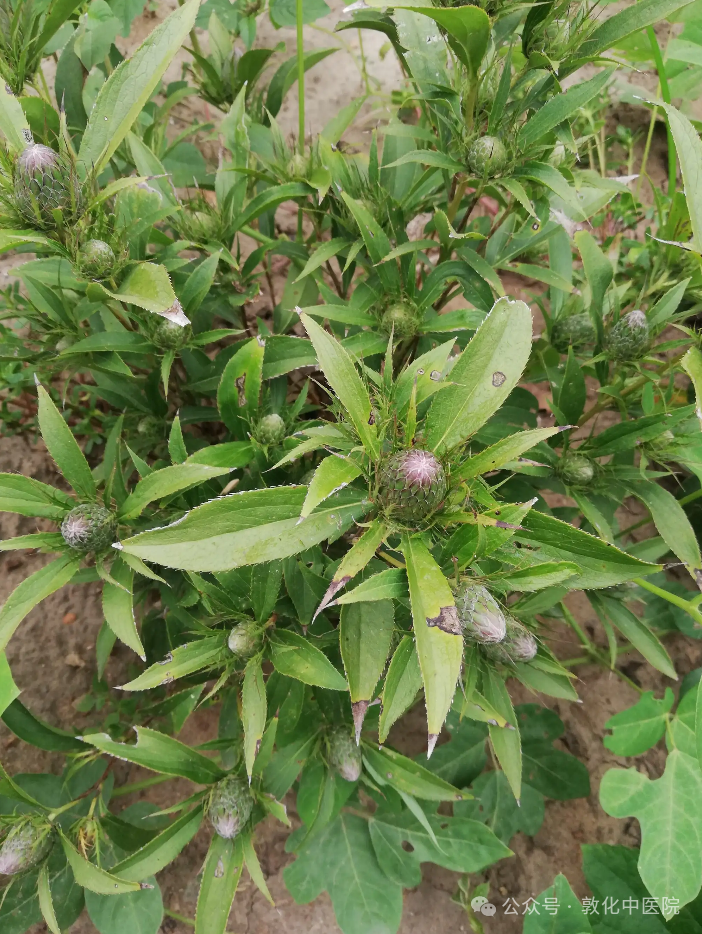 The Story of Cang Zhu (Atractylodes) in Traditional Chinese Medicine