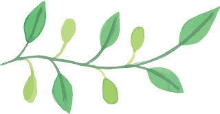 The Benefits of Coix Seed: Awakening the Spleen and Transforming Dampness