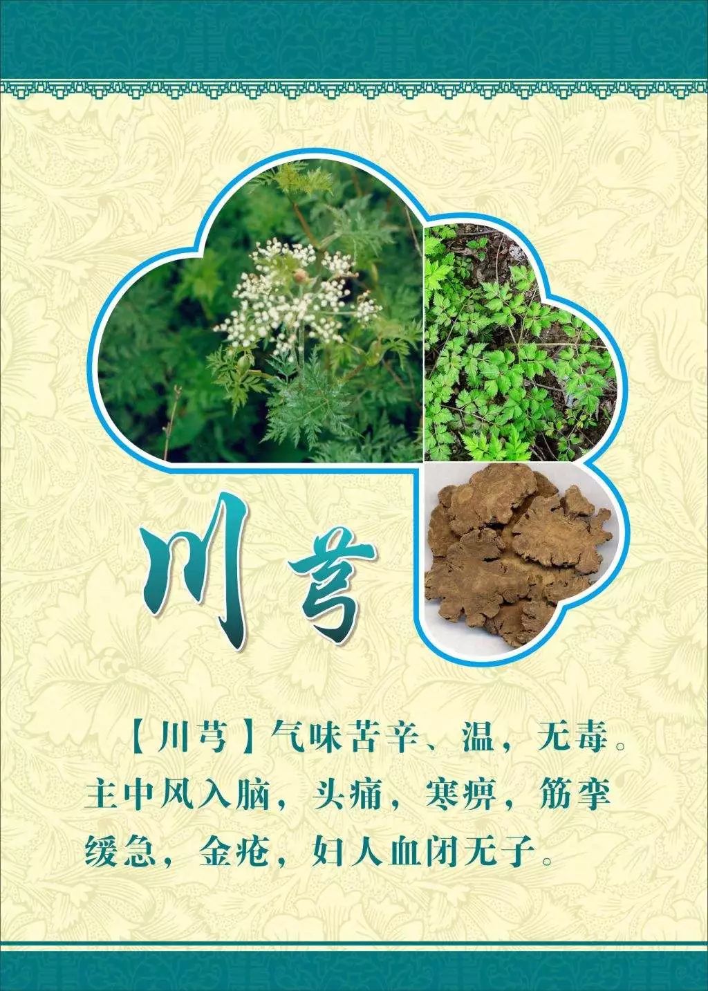 Daily Herb: Chuan Xiong (Ligusticum Chuanxiong)