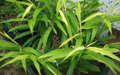 Dried Ginger (Gan Jiang) - A Comprehensive Overview