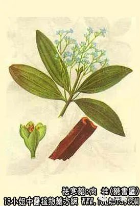 The Efficacy and Functions of Cinnamon in Traditional Chinese Medicine