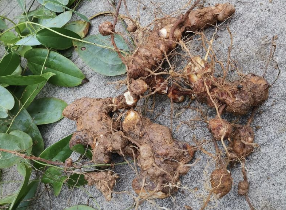 The Four Varieties of Poria: Different Effects and Uses