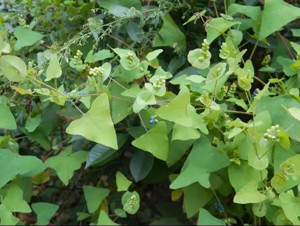 Shingles: One Herb is All You Need!