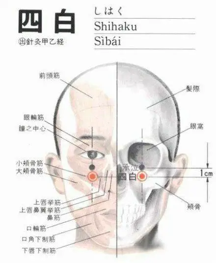 47 Unique Acupuncture Points Worth Seeing! (Collector's Edition)