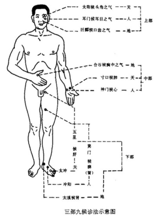 Traditional Chinese Medicine Diagnosis - Pulse Diagnosis