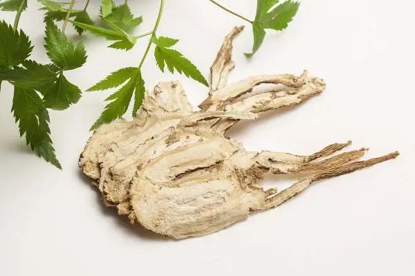 The Efficacy of Angelica Sinensis (Dong Quai)