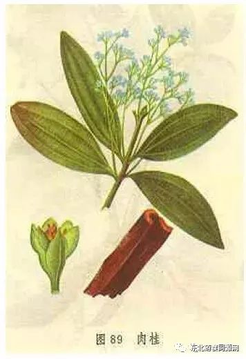 Knowledge of Chinese Medicinal Materials: Cinnamon