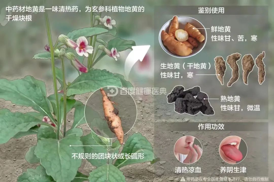 Shu Di Huang (Rehmannia Glutinosa) - A Comprehensive Overview