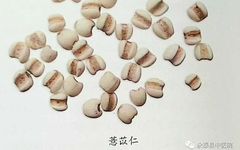 Fujian Local Medicinal Materials: Coix Seed
