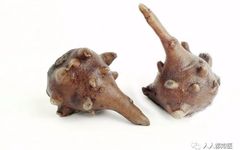 The Therapeutic Properties and Preparation of Fuzi (Aconite) in Traditional Chinese Medicine