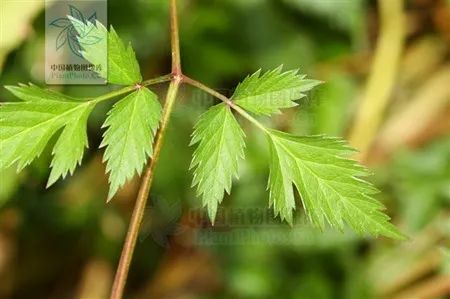 Understanding the Three Parts of Angelica: The 'Blood Nourishing Herb' and Its Proper Use