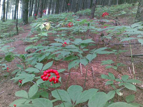 Daily Herb 31: Ginseng - How to Choose and Distinguish Wild Ginseng?