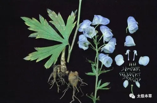 The Three Realms of Aconite: First, Warming Yang; Second, Generating Qi; Third, Warming the Kidneys and Receiving Qi