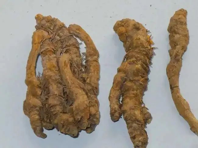 The Benefits and Processing of Huang Lian (Coptis)
