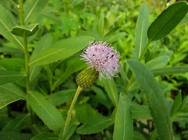 A Comprehensive Guide to 50 Common Medicinal Herbs in Rural China