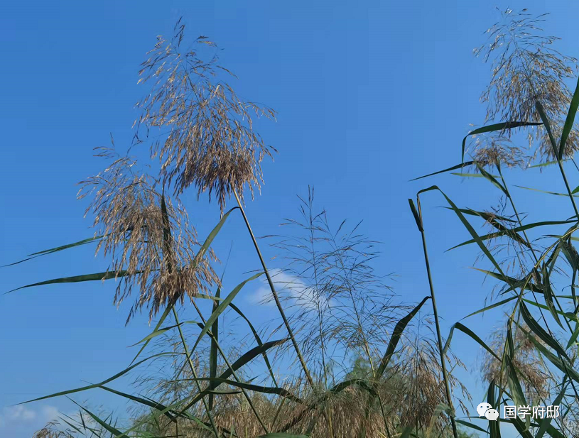 Classic Quotes from the Huangdi Neijing: Wisdom for Health Preservation