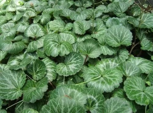 This Herb Treats Toothache, Ear Pain, and Skin Itching