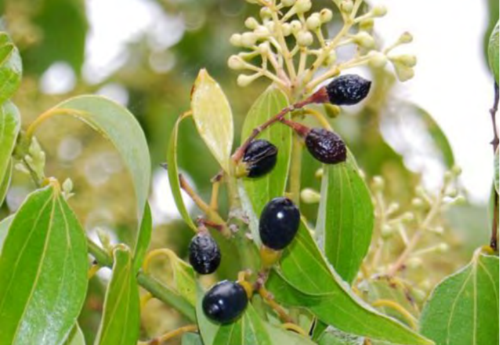 Traditional Chinese Medicine Herb: Cinnamon