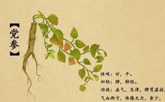 Weekly Discussion on Traditional Chinese Medicine: The Benefits of Dang Shen (Codonopsis pilosula)