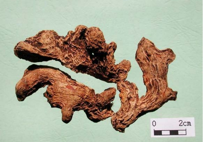 Dried Ginger (Gan Jiang) - A Comprehensive Overview