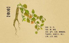 The Great Effects of Small Herbs: Codonopsis (Dang Shen)