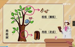 Cinnamon: A Spice Known as the King of Herbs!