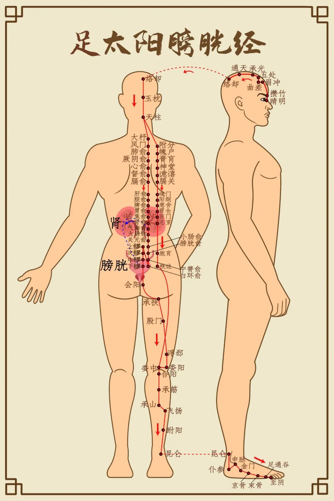 Comprehensive Diagram of Human Meridians (Recommended for Collection)