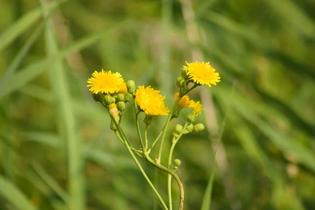 The "Queen of Herbs" for Clearing Heat, Detoxifying, Reducing Swelling, and Promoting Urination