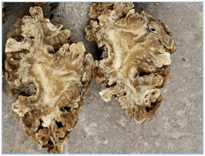 Essential Knowledge of Chinese Medicine: Chuanxiong (Ligusticum chuanxiong)