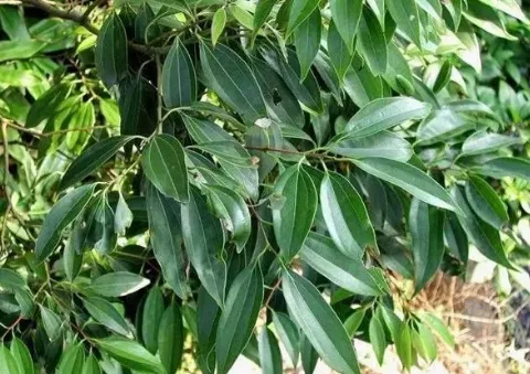 Daily Learning of Chinese Herbs - Cinnamon