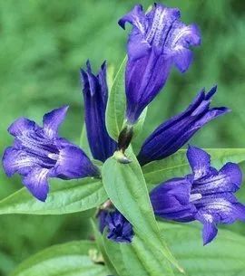 Identifying Chinese Medicinal Herbs Through Images: Exploring the 'Compendium of Materia Medica' (Part 3)