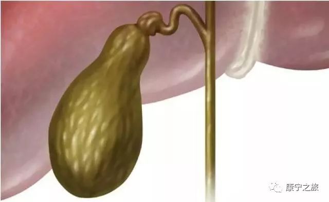 The Six Fu Organs: What Are the Roles of the Gallbladder, Stomach, Small Intestine, and Large Intestine?