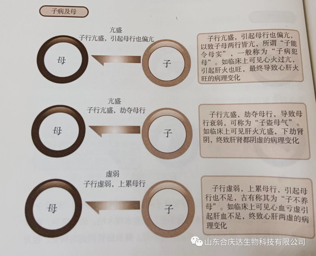 The Relationship Between the Five Elements and the Human Body: How to Regulate the Five Organs Through the Five Elements