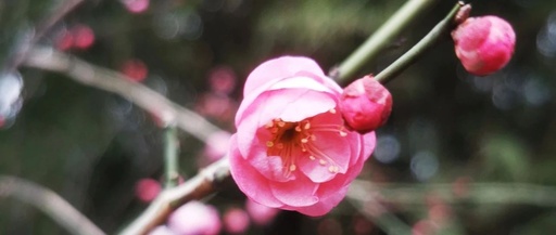The Six Excesses and Six Qi in Traditional Chinese Medicine