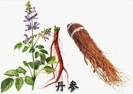 Dan Shen - A Comprehensive Overview of a Traditional Chinese Medicine Herb