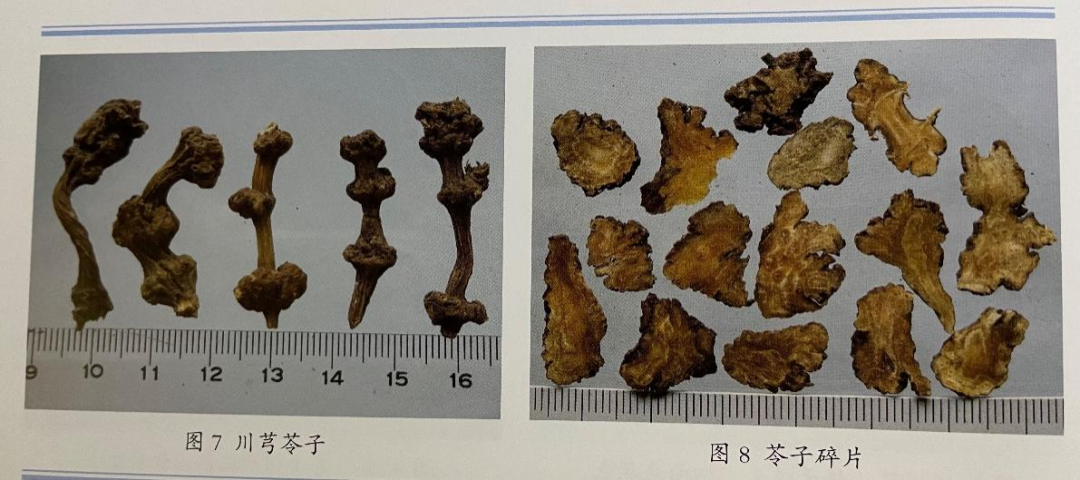 Understanding Chuanxiong: The 'Ibuprofen of Traditional Chinese Medicine'