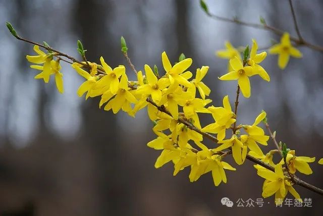 Forsythia: Nature's Golden Treasure and a Brilliant Gem of Traditional Chinese Medicine