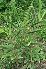 Dried Ginger (Gan Jiang) - A Comprehensive Overview