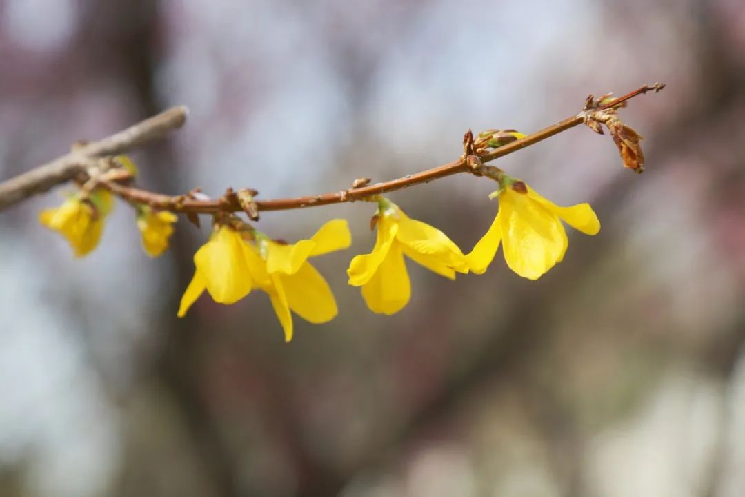 The Marvelous Nature | Spring Treasures of the Little Yellow Flower