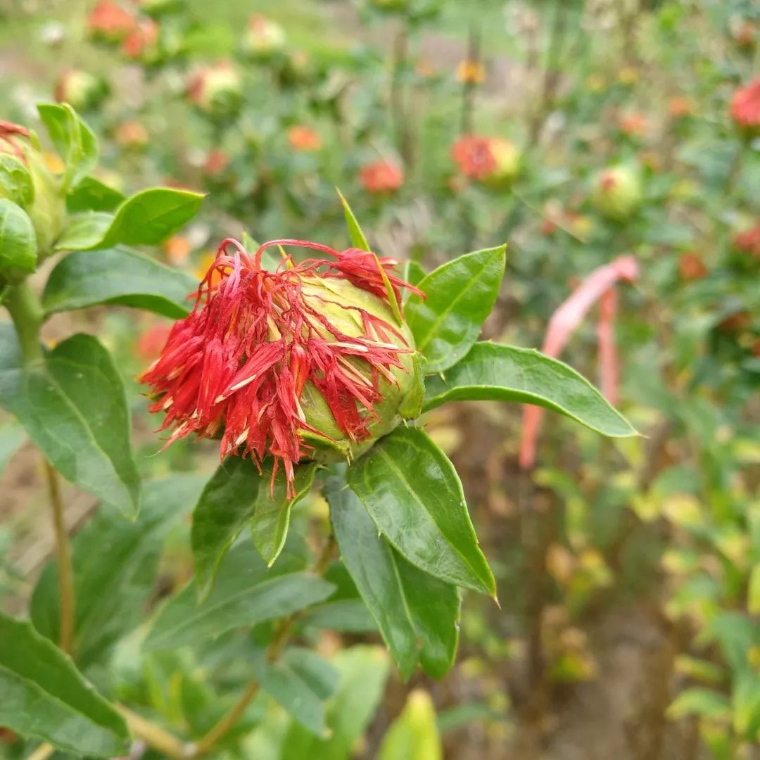 Safflower: A Healthy Nutritional Oil