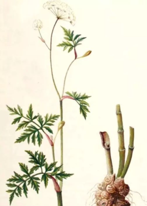 Understanding a Chinese Herb Every Day: Chuanxiong (Ligusticum chuanxiong)