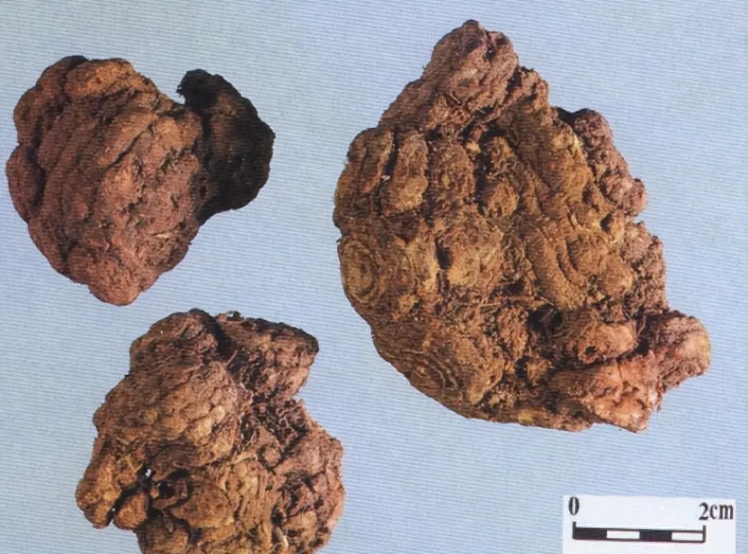 Identification of the Chinese Herbal Medicine Chuanxiong