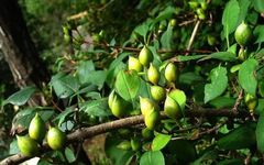 Classic Chinese Herbs: The Efficacy and Functions of Lian Qiao (Forsythia)
