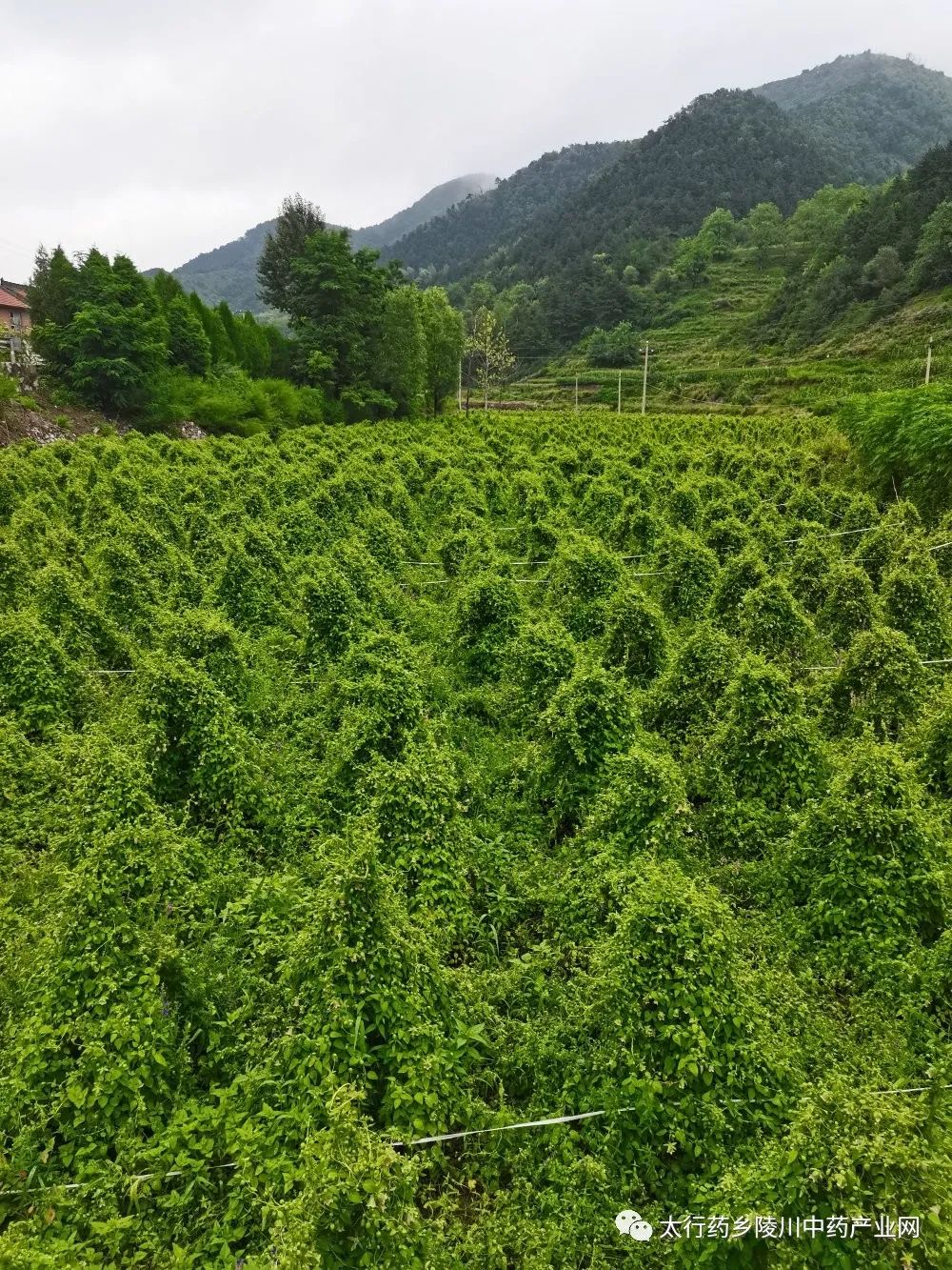 Understanding Codonopsis: The Lesser-Known Ginseng